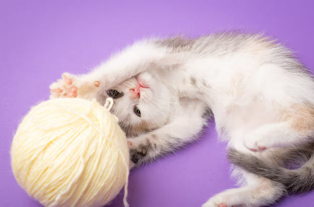 Waarom katten sproeien